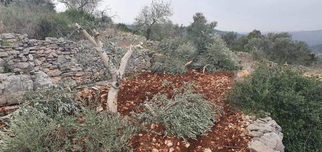 الاحتلال يقتلع أشجار الزيتون في سلوان ومخماس بالقدس